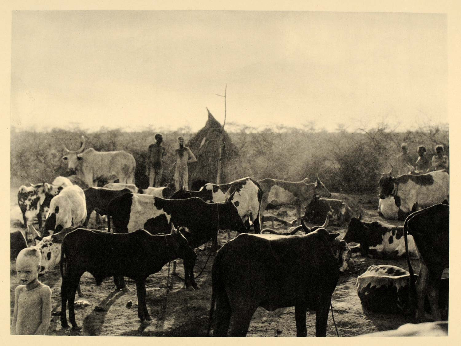 1930 Africa Nuer Cattle Kraal Sudan Hugo A. Bernatzik - ORIGINAL AF2