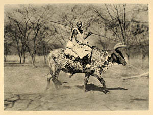 1930 Aulad Hamid Man Ox Sudan Africa Hugo A. Bernatzik - ORIGINAL AF2