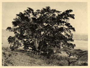 1930 African Sycamore Fig Tree Fruit Ethiopia Landscape - ORIGINAL AF2