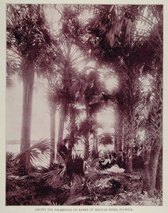 1893 Palmettos Palms Halifax River Bank Florida Print - ORIGINAL AW2