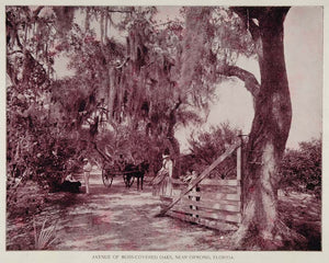 1893 Spanish Moss Oaks Road Buggy Ormond Florida Print - ORIGINAL AW2