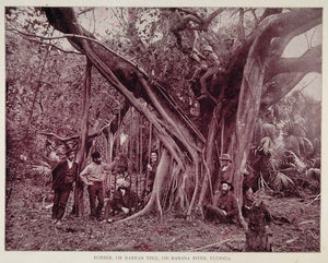 1893 Rubber Banyan Tree People Banana River FL Print - ORIGINAL AW2
