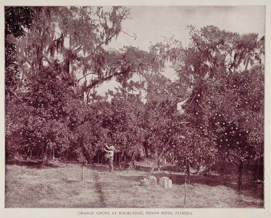 1893 Print Orange Grove Indian River Rockledge Florida - ORIGINAL AW2