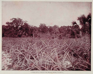 1893 Pineapple Grove Trees Indian River Florida Print - ORIGINAL AW2
