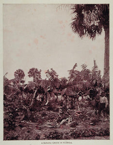 1893 Banana Trees Grove Florida Black Child Boy Print - ORIGINAL AW2