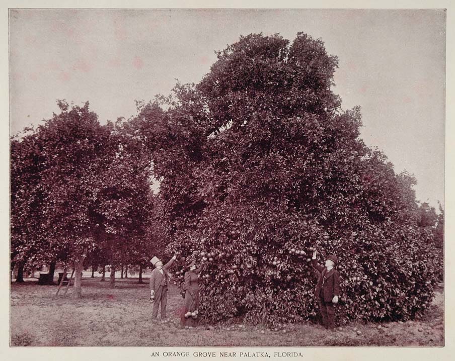 1893 Duotone Print Orange Tree Grove Palatka Florida - ORIGINAL AW2