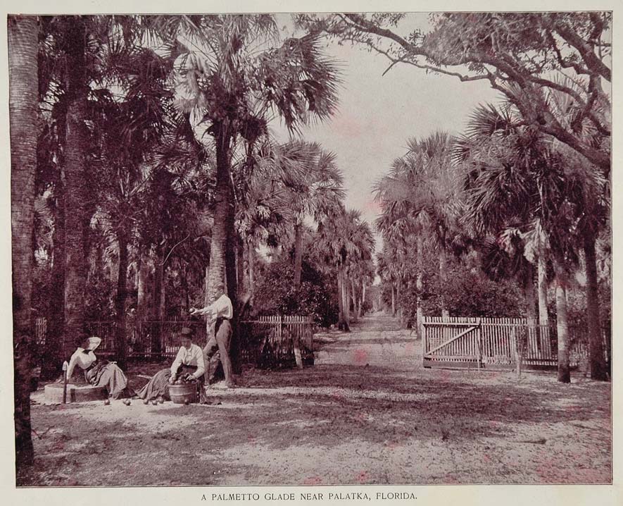 1893 Duotone Print Palmetto Palm Glade Palatka Florida - ORIGINAL AW2