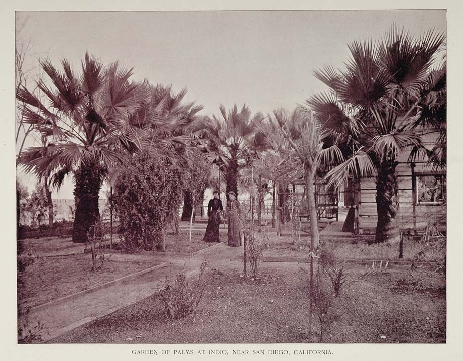 1893 Duotone Print Palm Trees Garden Indio California - ORIGINAL AW