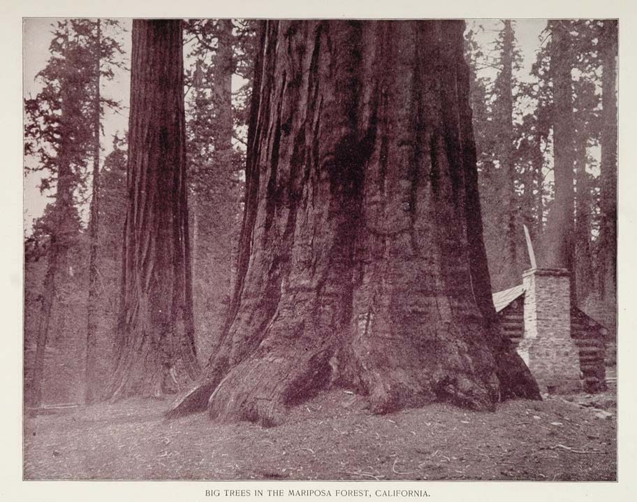 1893 Print Giant Sequoia Mariposa Grove Yosemite Park - ORIGINAL AW