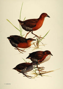 1984 Print South America Birds Whitethroated Crakes Artist J. Fenwick BD1