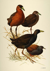 1984 Print Asian Birds Isabelline Waterhen Lansdowne - ORIGINAL BD1