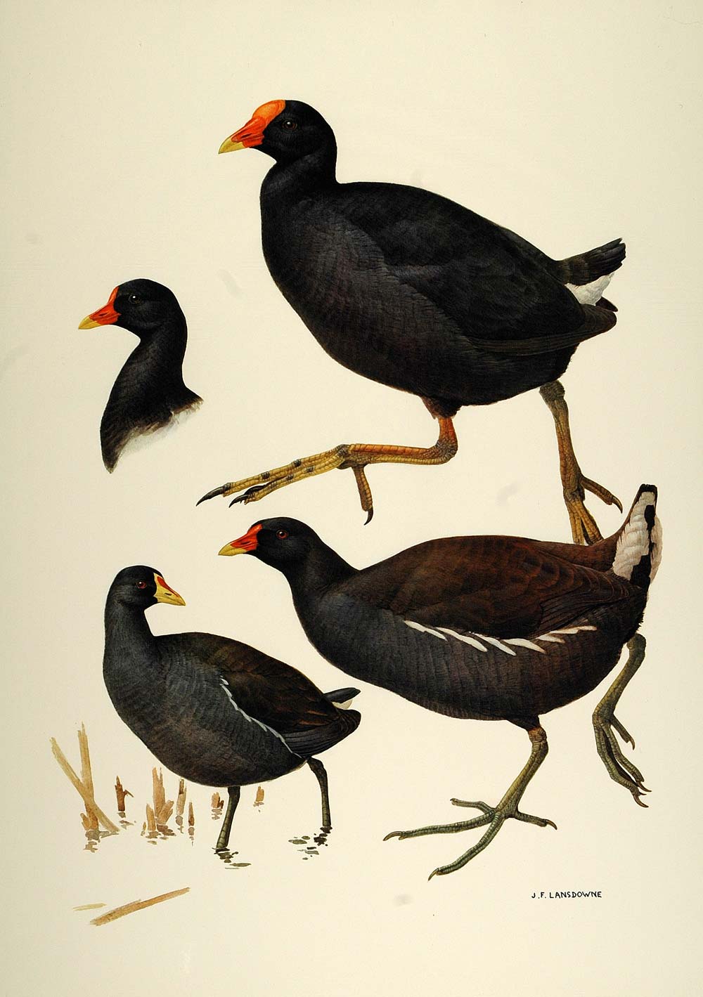 1984 Print Dusky Moorhen Island Cock Birds Lansdowne - ORIGINAL BD1