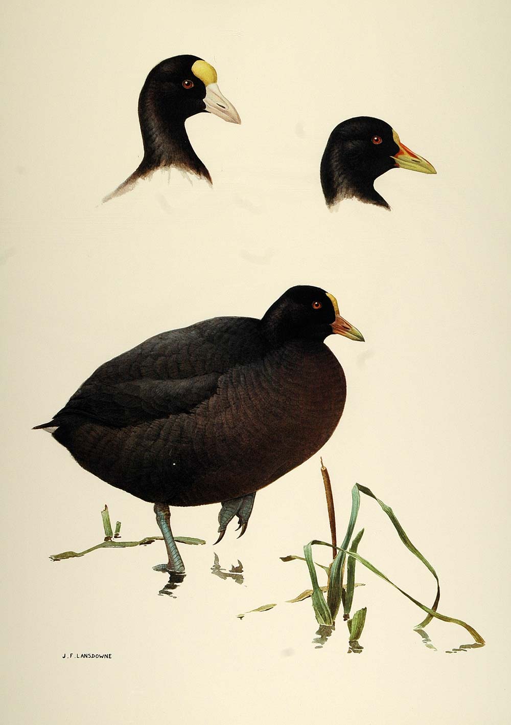 1984 Print Coots South America Water Birds Lansdowne - ORIGINAL BD1
