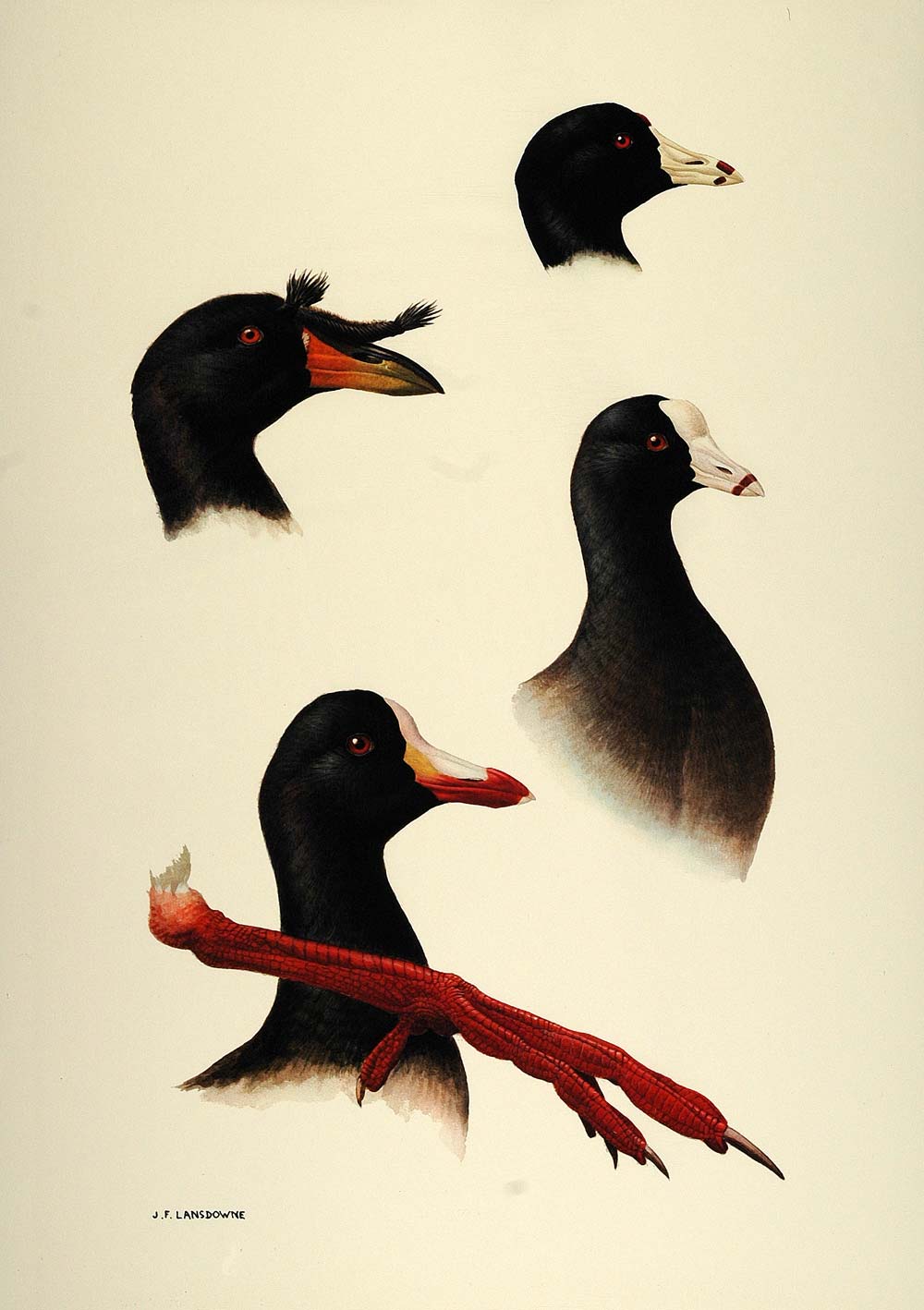 1984 Print American Coot Water Bird Foot Rail Lansdowne - ORIGINAL BD1