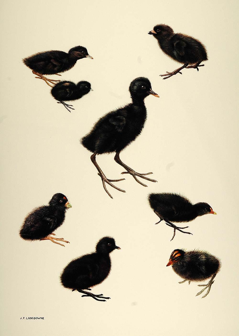 1984 Print Baby Chicks Birds Crakes Rails Lansdowne - ORIGINAL BD1
