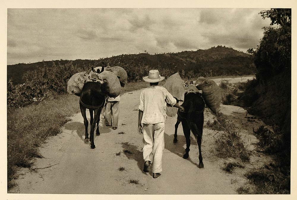 1937 Man Donkeys Pack Mules Mountains Ceara Brazil - ORIGINAL PHOTOGRAVURE BZ1