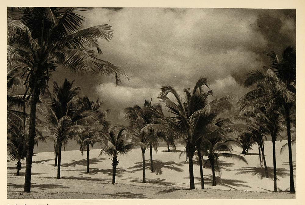 1937 Palm Tree Praia Arpoador Beach Brazil Photogravure - ORIGINAL BZ1