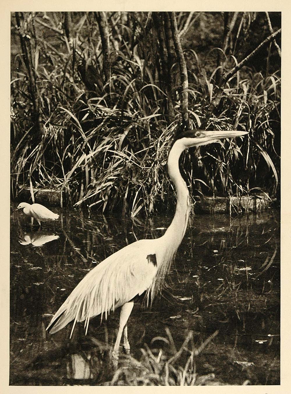 1937 Magoary Stork Heron Amazon Brazil Photogravure - ORIGINAL PHOTOGRAVURE BZ1