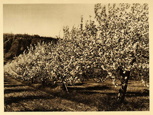 1926 Apple Trees Orchard Annapolis Valley Nova Scotia - ORIGINAL CAN2