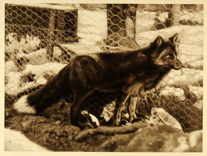 1926 Fox Farm Prince Edward Island Canada Photogravure - ORIGINAL CAN2