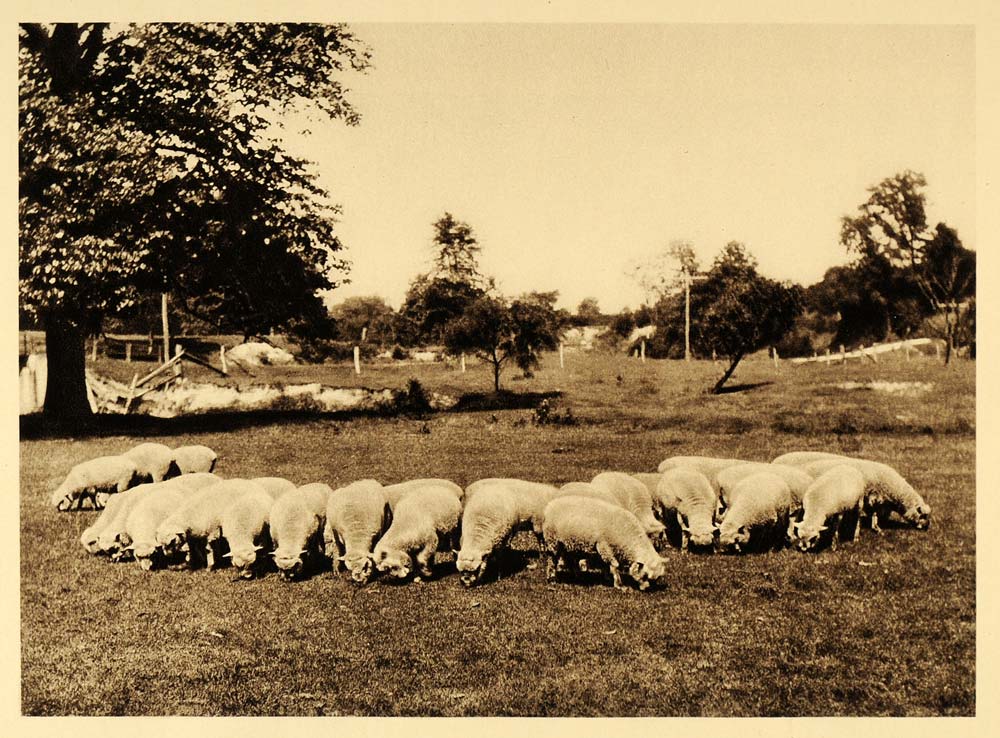 1926 Sheep Herd Flock Farm Agriculture Manitoba Canada - ORIGINAL CAN2