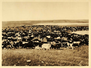 1926 Cattle Ranch Herd Grazing Manitoba Province Canada - ORIGINAL CAN2