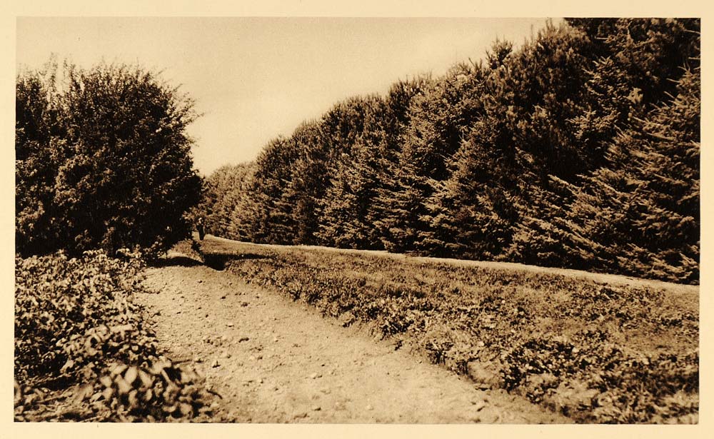 1926 Prairie Windbreak Row Trees Saskatchewan Canada - ORIGINAL CAN2
