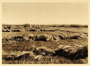 1926 Hayfield Meadow Northern Alberta Province Canada - ORIGINAL CAN2