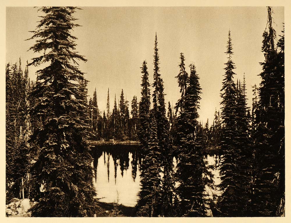 1926 Marion Lake Pine Fir Trees British Columbia Canada - ORIGINAL CAN2