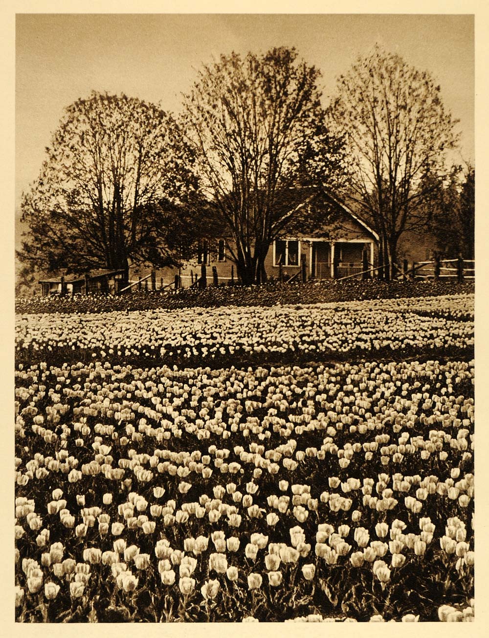 1926 Tulip Bulb Farm House Victoria Vancouver Island BC - ORIGINAL CAN2