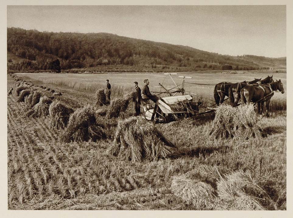 1926 Harvesting Moisson Farm Field Nova Scotia Canada - ORIGINAL CANADA
