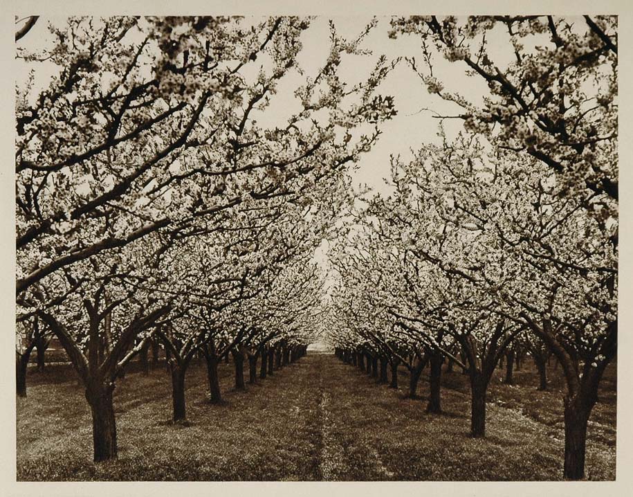 1926 Orchard Fruit Tree Bloom Niagara Peninsula Ontario - ORIGINAL CANADA