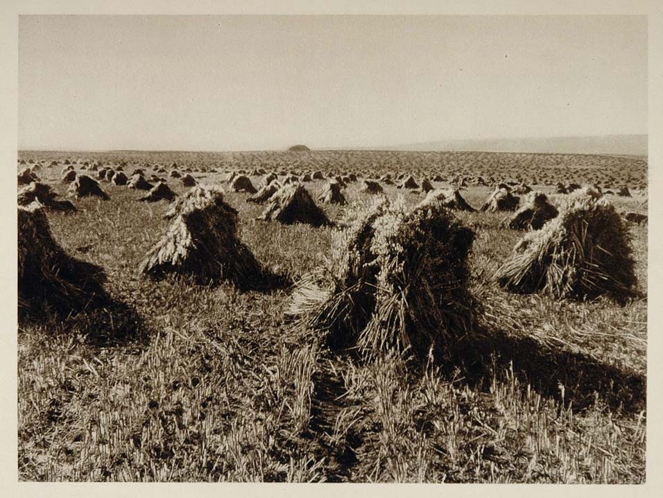 1926 Oat Field Agriculture Alberta Canada Photogravure - ORIGINAL CANADA