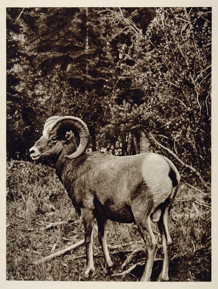 Rocky Mountain Bighorn Sheep Ram Canada Photogravure - ORIGINAL CANADA