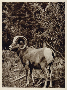 Rocky Mountain Bighorn Sheep Ram Canada Photogravure - ORIGINAL CANADA