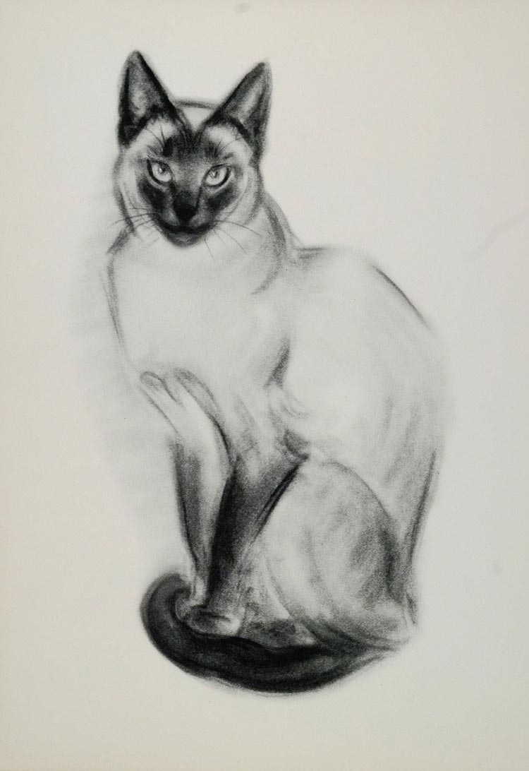 1956 Print Blue Point Siamese Female Cat Clare Turlay Newberry Art Animal Artist