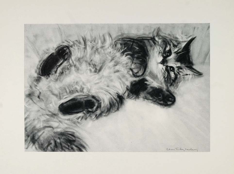1956 Print Cat Tabby Persian Male Kitten Clare Turlay Newberry Art Animal Artist
