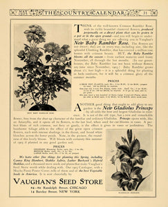1905 Ad Vaughan Seed Store Baby Rambler Rose Princeps - ORIGINAL ADVERTISING CC1