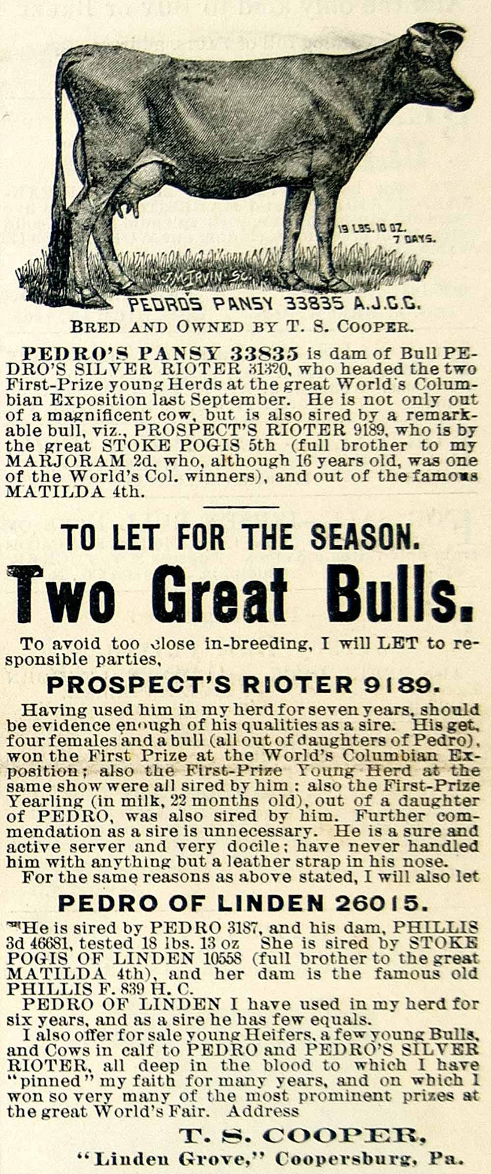 1894 Ad Pedro Pansy Bull Silver Prospect Rioter Linden Grove Jersey Cow CCG1