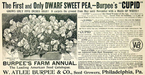 1896 Ad W Atlee Burpee Seed Grower Dwarf Sweet Pea Cupid Plant Philadelphia CCG1