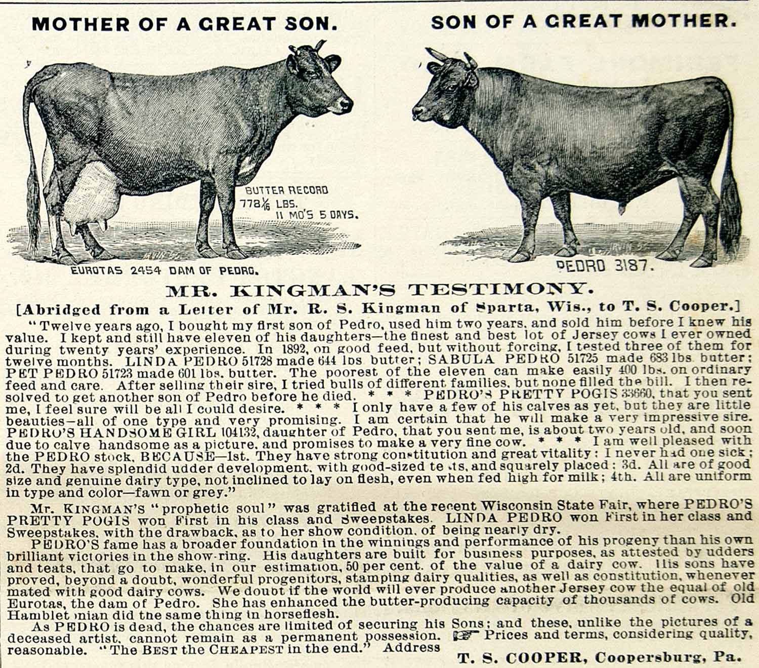 1896 Ad TS Cooper RS Kingman Cattle Breed Farm Animal Pedro Linda Pretty CCG1