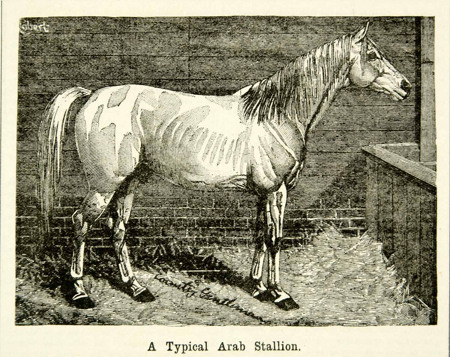 1893 Wood Engraving Arab Stallion Sir Robert Humphrey Trafford Horse Animal CCG2