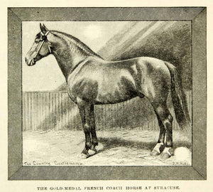 1893 Print French Coach Horse Syracuse Horse Champion Equestrian Animal CCG2