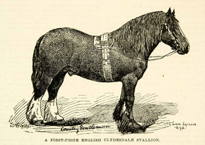 1893 Wood Engraving English Clydesdale Stallion First Prize Horse CCG2