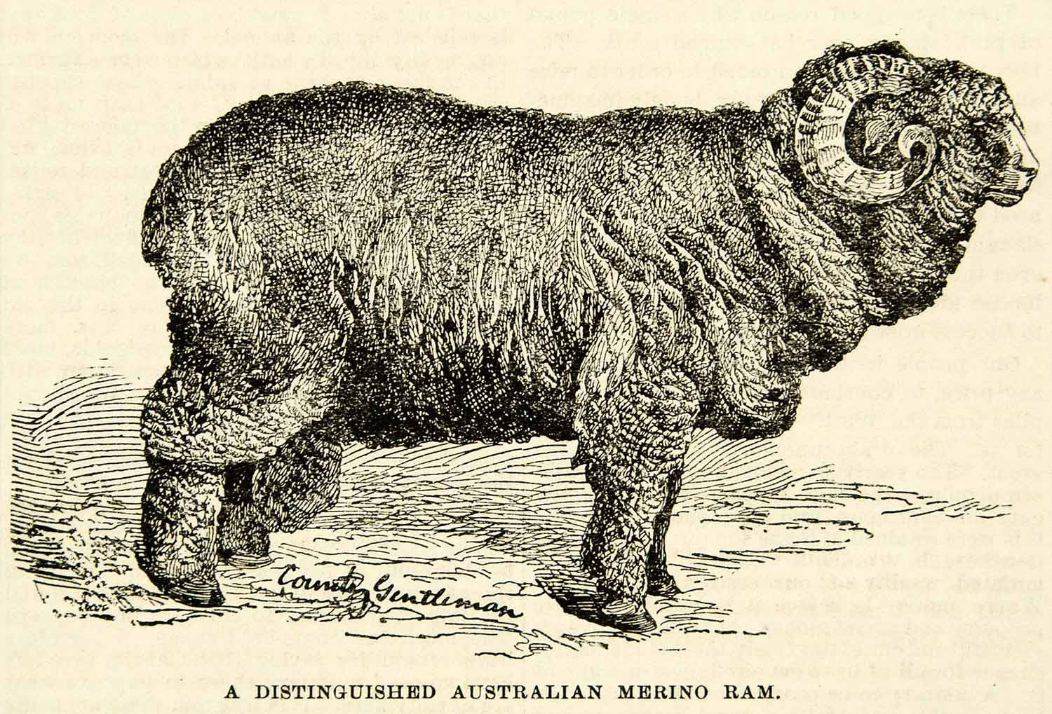 1893 Wood Engraving Australian Merino Ram Sheep Horns Wool Coat Breed CCG2 - Period Paper

