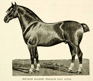 1893 Print Imported Hackney Stallion Play Actor Horse Equestrian Animal CCG2