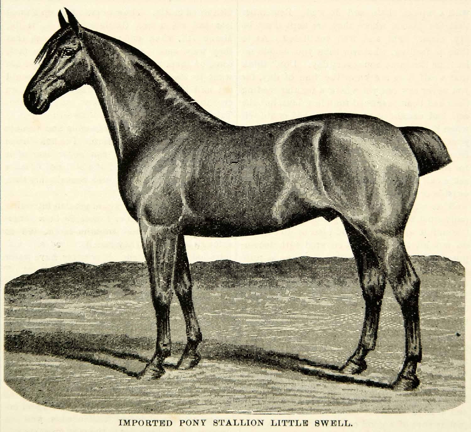 1893 Print Imported Pony Stallion Little Swell Horse Specimen Animal CCG2 - Period Paper
