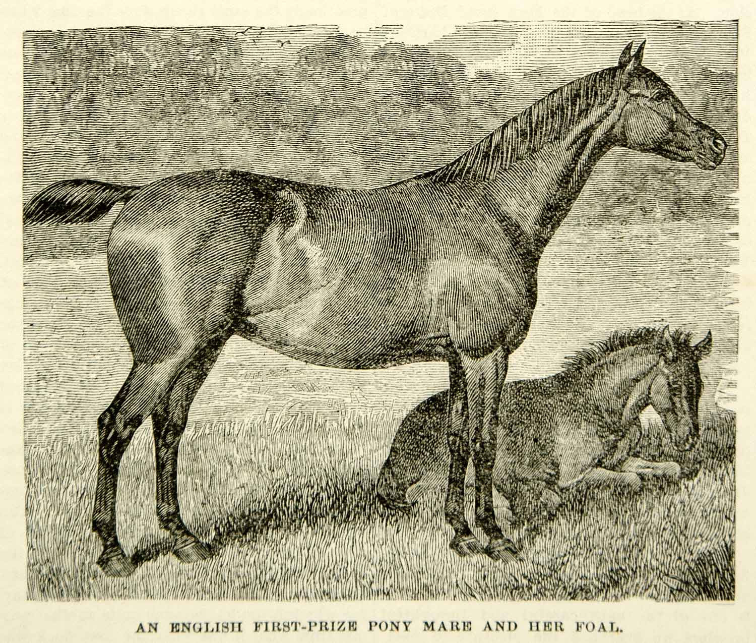 1893 Wood Engraving English Pony Mare Foal Equestrian Baby First Prize CCG2