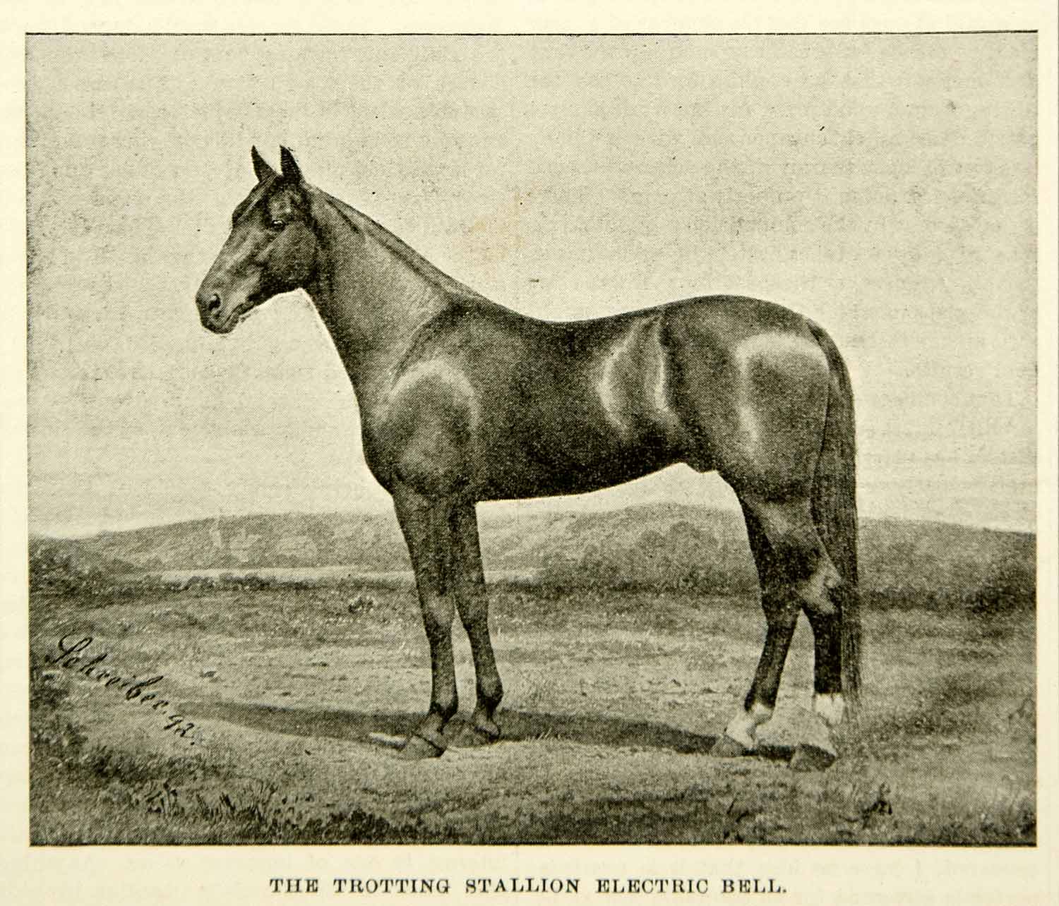 1893 Print Trotting Stallion Electric Bell Young Horse Equestrian Historic CCG2