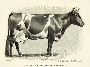 1893 Print First Prize Ayrshire Cow Myrta 8261 Livestock Cattle Udder CCG2